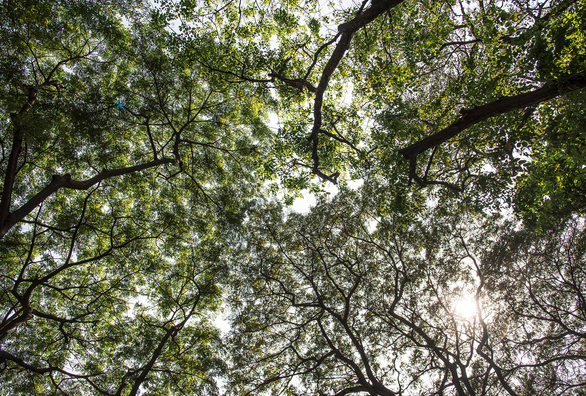 Artisans élagueurs à Yerres (91330) en Seine et Marne 77