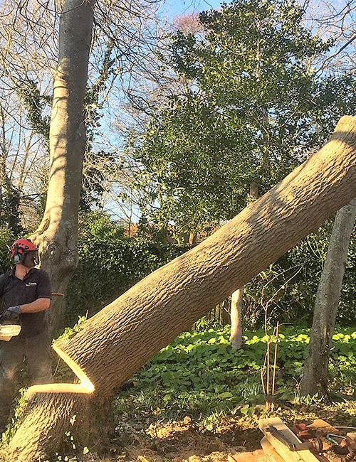 Services Professionnels d'Abattage d'Arbres dans l'Essone (91) – Sécurisez Votre Environnement avec Van-Den-Brocke Espace Vert