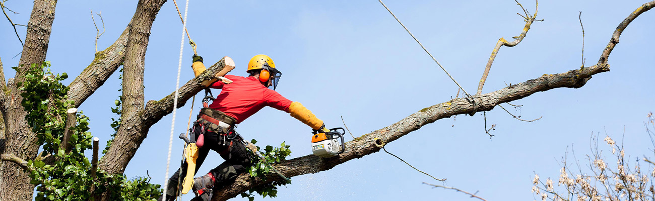 Élagage d'Arbres à Yerres (91330) – Van-Den-Brocke Espace Vert, Votre Spécialiste en Entretien Arboricole dans l'Essone (91)