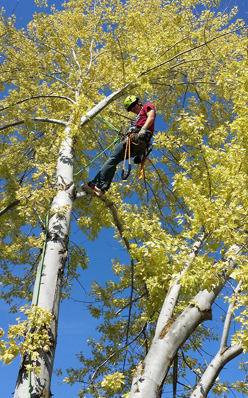 Van-Den-Brocke Espace Vert à Yerres (91330) - Spécialiste de l'Élagage, Abattage d'Arbres et Entretien d'Espaces Verts dans l'Essone (91) Van-Den-Brocke Espace Vert à Yerres (91330) - Spécialiste de l'Élagage, Abattage d'Arbres et Entretien d'Espaces Verts dans l'Essone (91)