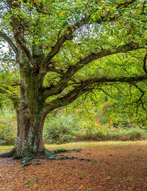 Services d'Élagage, Abattage et Entretien d'Espaces Verts dans l'Essone (91) – Interventions Rapides et Sécurisées Services d'Élagage, Abattage et Entretien d'Espaces Verts dans l'Essone (91) – Interventions Rapides et Sécurisées