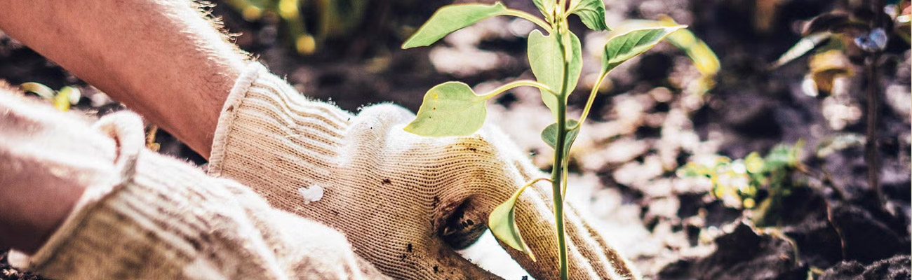 Plantation d'Arbres à Yerres (91330) – Lemaire Élagage, Expert en Aménagement Paysager dans l'Essone (91)