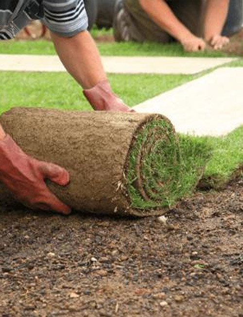 Services Professionnels de Pose de Pelouse et Gazon dans l'Essone (91) Services Professionnels de Pose de Pelouse et Gazon dans l'Essone (91)