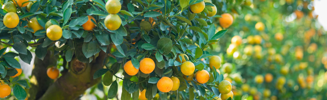 Taille d'Arbres Fruitiers à Yerres (91330) - Van-Den-Brocke Espace Vert, Expert en Arboriculture dans l'Essone (91)