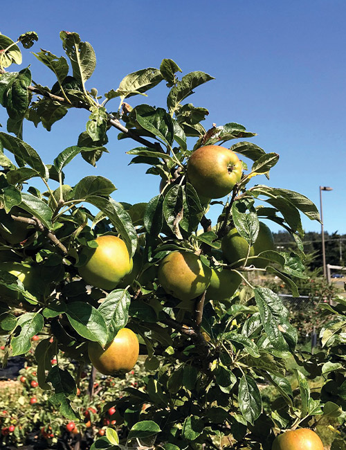 Taille Professionnelle d'Arbres Fruitiers dans l'Essone (91) – Services Experts à Meaux