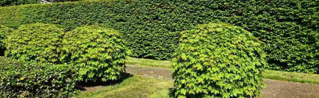 Taille de Haies à Yerres (91330) - Van-Den-Brocke Espace Vert, Expert en Entretien de Haies dans l'Essone (91)