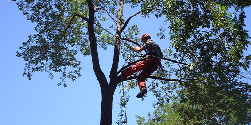 Élagage d'arbres à Yerres (91330) dans l'Essone (91)