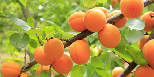 Taille d’arbres fruitiers à Yerres (91330) dans l'Essone (91)